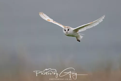23 July 2025 - Barn Owl in West Cumbria