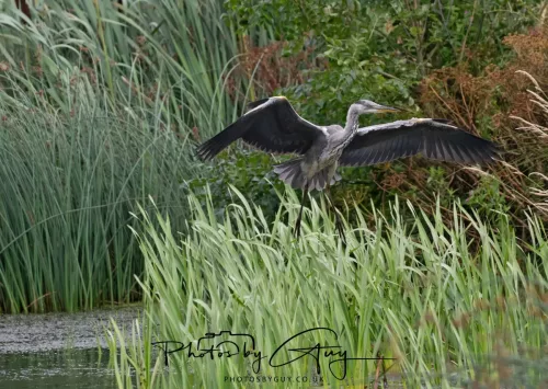 9 August 2025 - Dumfries & Galloway, Grey Heron 