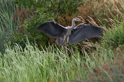 9 August 2025 - Dumfries & Galloway, Grey Heron 