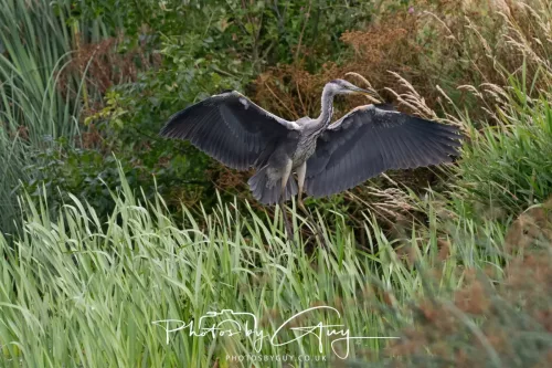9 August 2025 - Dumfries & Galloway, Grey Heron 