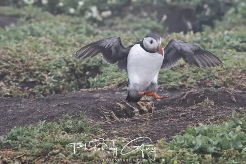 14 June 2025 - Inner Farne Isles, Northumberland-Puffin