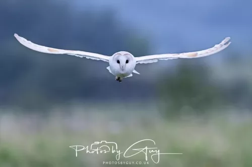 23 July 2025 - Barn Owl in West Cumbria