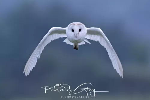 23 July 2025 - Barn Owl in West Cumbria