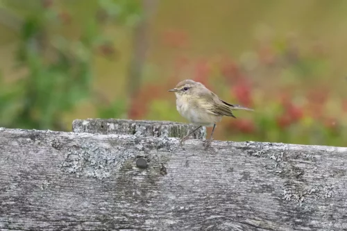 9 August 2025 - Dumfries & Galloway,Chiffchaff