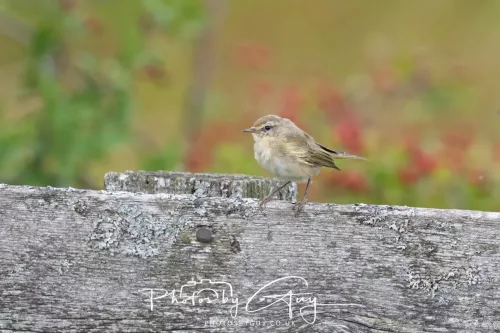9 August 2025 - Dumfries & Galloway, Chiffchaff