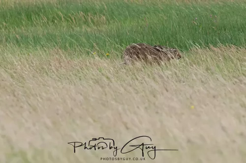 9 August 2025 - Dumfries & Galloway, Hare