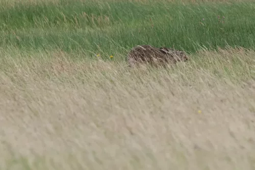 9 August 2025 - Dumfries & Galloway, Hare