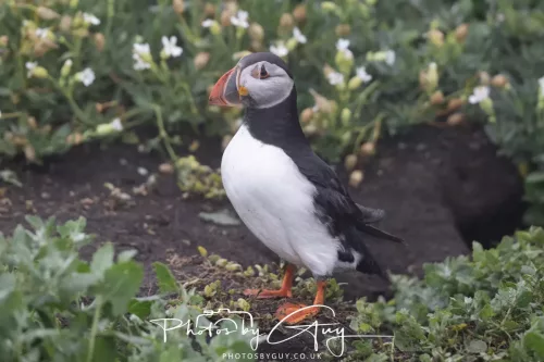 14 June 2025 - Inner Farne Isles, Northumberland-Puffin