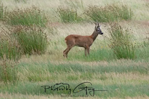 9 August 2025 - Dumfries & Galloway, Roe Deer