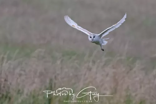 23 July 2025 - Barn Owl in West Cumbria