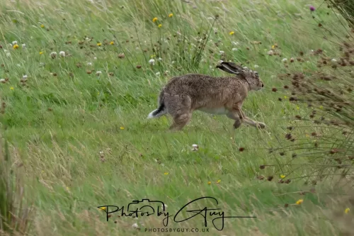 9 August 2025 - Dumfries & Galloway, Hare