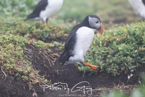 14 June 2025 - Inner Farne Isles, Northumberland-Puffin