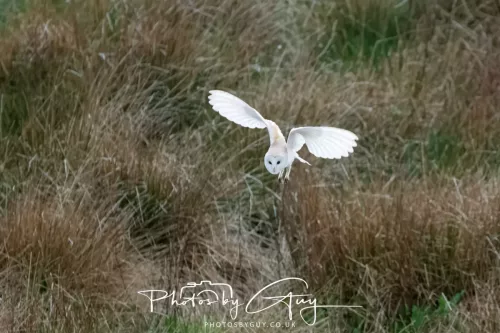 21 April 2025 - West Cumbria, Seascale area. - Barn Owl at dusk