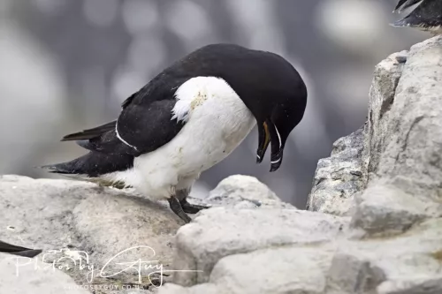 14 June 2025 - Inner Farne Isles, Northumberland-Razor bill