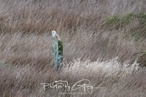 21 April 2025 - West Cumbria, Seascale area. - Barn Owl at dusk