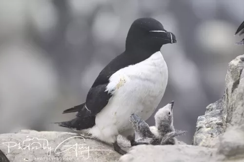 14 June 2025 - Inner Farne Isles, Northumberland-Razor bill