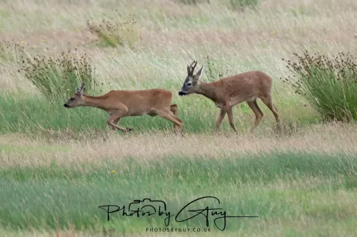 9 August 2025 - Dumfries & Galloway, Roe Deer