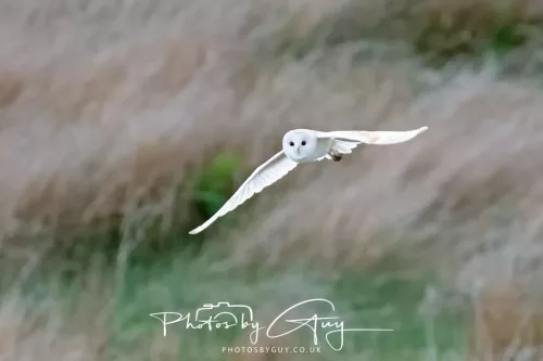 21 April 2025 - West Cumbria, Seascale area. - Barn Owl at dusk
