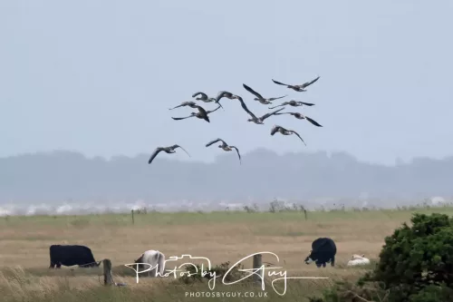 9 August 2025 - Dumfries & Galloway, Canada Goose