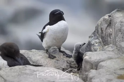 14 June 2025 - Inner Farne Isles, Northumberland-Razor bill