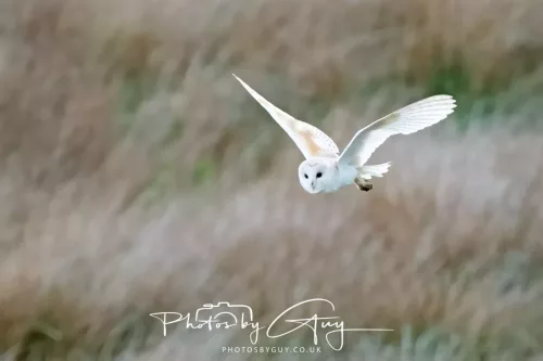 21 April 2025 - West Cumbria, Seascale area. - Barn Owl at dusk