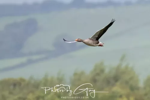 9 August 2025 - Dumfries & Galloway, Canada Goose