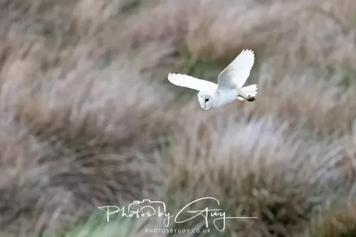 21 April 2025 - West Cumbria, Seascale area. - Barn Owl at dusk