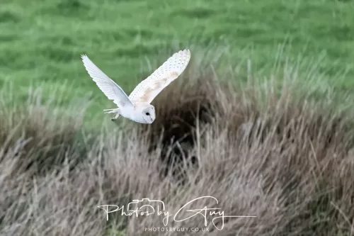 21 April 2025 - West Cumbria, Seascale area. - Barn Owl at dusk