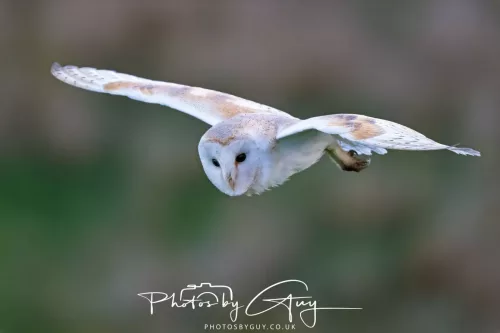 05 May 2025 - Early Morning in West Cumbria near to Seascale - Barn Owl