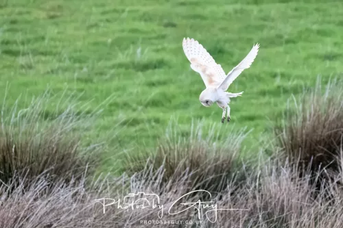 21 April 2025 - West Cumbria, Seascale area. - Barn Owl at dusk