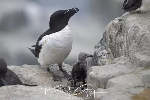 14 June 2025 - Inner Farne Isles, Northumberland-Razor bill