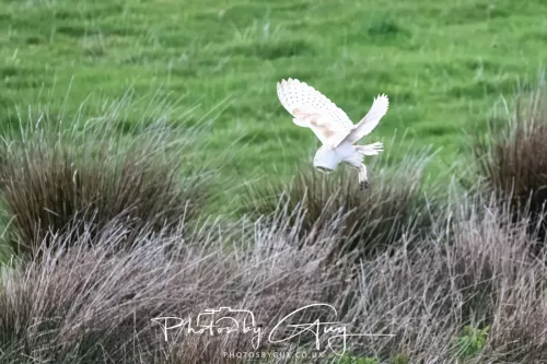 21 April 2025 - West Cumbria, Seascale area. - Barn Owl at dusk