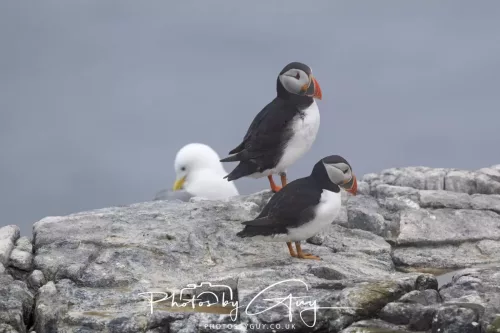14 June 2025 - Inner Farne Isles, Northumberland-Puffin
