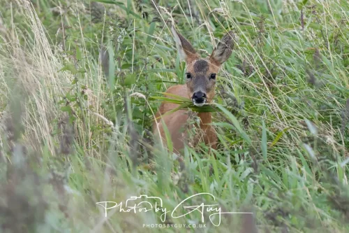 9 August 2025 - Dumfries & Galloway, Roe Deer