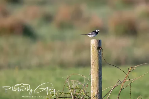 05 May 2025 - Early Morning in West Cumbria near to Seascale - Pied Wagtail