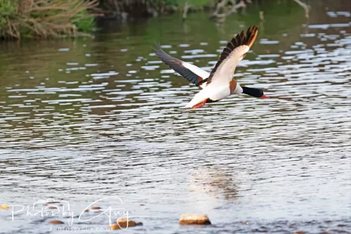 05 May 2025 - Early Morning in West Cumbria near to Seascale - Shellduck