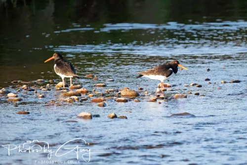 05 May 2025 - Early Morning in West Cumbria near to Seascale - Oyster Catchers