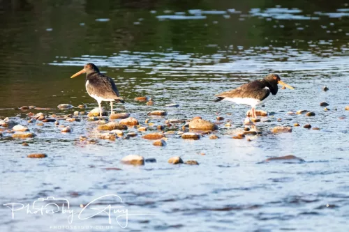05 May 2025 - Early Morning in West Cumbria near to Seascale - Oyster Catchers