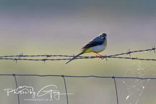 05 May 2025 - Early Morning in West Cumbria near to Seascale - Grey Wagtail