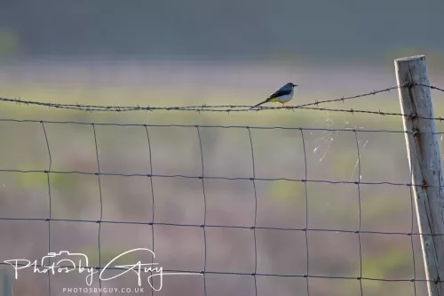 05 May 2025 - Early Morning in West Cumbria near to Seascale - Grey Wagtail