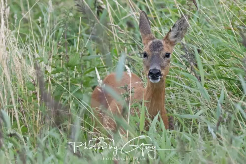 9 August 2025 - Dumfries & Galloway, Roe Deer
