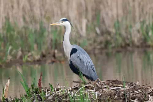22 April 2025 : Leighton Moss Bird Reserve, Lancashire - Grey Heron