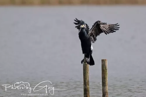 22 April 2025 : Leighton Moss Bird Reserve, Lancashire - Cormorant