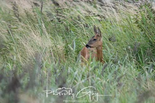 9 August 2025 - Dumfries & Galloway, Roe Deer