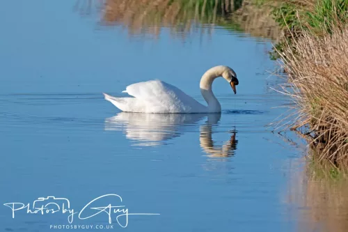 05 May 2025 - Early Morning in West Cumbria near to Seascale - Mute Swan