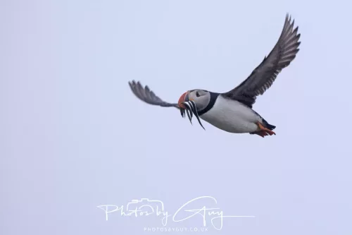 14 June 2025 - Inner Farne Isles, Northumberland-Puffin