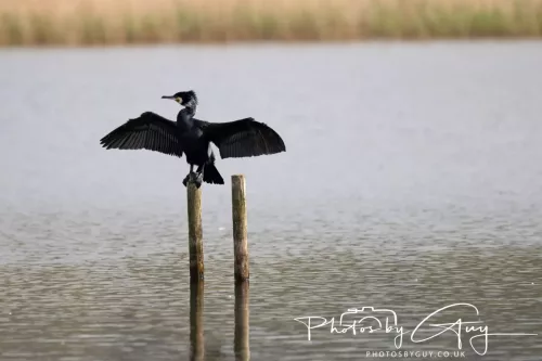 22 April 2025 : Leighton Moss Bird Reserve, Lancashire - Cormorant