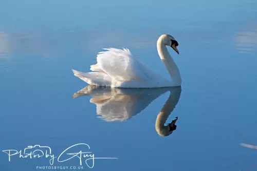05 May 2025 - Early Morning in West Cumbria near to Seascale - Mute Swans
