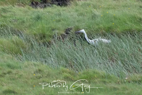 9 August 2025 - Dumfries & Galloway, Little Egret
