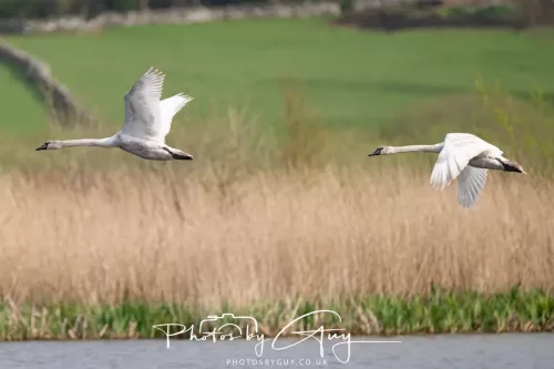 22 April 2025 : Leighton Moss Bird Reserve, Lancashire - Mute Swan